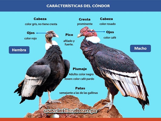 el cóndor El cóndor